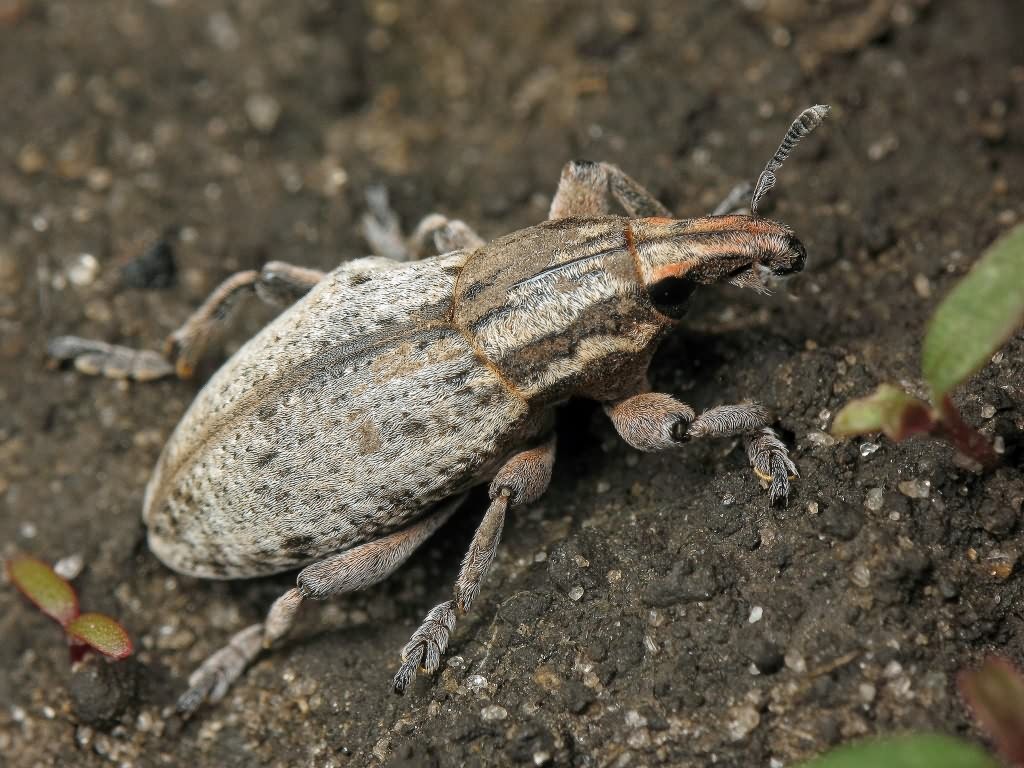 Pseudocleonus cinereus (Schrank, 1781)